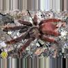 plant/$150 Retail Amazonius elenae (Ecuadorian Tree Spider) 2.5"-0-thumbnail