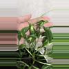plant/EPIPREMNUM AUREUM 'SHANGRI LA' ( plant for sale foto 2-3)-0-thumbnail