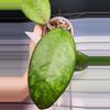 plant/Hoya Noelle-Free Shipping-1-thumbnail
