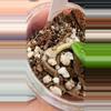 plant/Hoya AH Veda-1-thumbnail