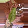 plant/Philodendron Paraiso Verde #0011-4-thumbnail