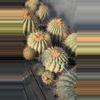 plant/NEW! Seed - Copiapoa Hasseltonia 10 pcs - mother plants in listing-0-thumbnail