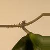 plant/Hoya AH052 2 nodes w growth point-3-thumbnail