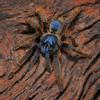 plant/$250 Retail Ornithoctoninae sp "Vietnam Silver" Spider 2-2.5"-0-thumbnail