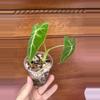 plant/Alocasia Micholitziana ‘Frydek’-0-thumbnail