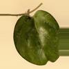 plant/Hoya AH052 2 nodes w growth point-2-thumbnail