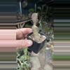plant/Peniocereus Greggii 2”-0-thumbnail