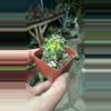 plant/Ferocactus Variegated 2”-0-thumbnail
