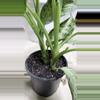 plant/Aglaonema Crystal Bay (2 plants)-3-thumbnail