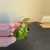 plant/Alocasia Longiloba lemon lime-1-thumbnail
