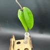 plant/Cutting: Hoya thuathienhuensis-1-thumbnail