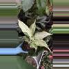 plant/Aglaonema Lak Chai-1-thumbnail