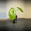 plant/Alocasia Wild Thai NOID-0-thumbnail
