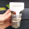 plant/Hoya Pallida-3-thumbnail
