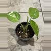 plant/Variegated Chiapense Syngonium-0-thumbnail