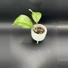 plant/Hoya Priktai Russia 464-0-thumbnail