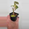 plant/Alocasia Wentii Aurea-5-thumbnail