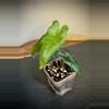 plant/Alocasia Sulawesi Narrow-0-thumbnail