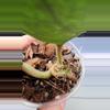 plant/Hoya sp. Lai Chau Splash(Round Leaf)-4-thumbnail