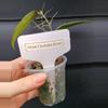 plant/Hoya Caudata Silver-3-thumbnail