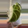 plant/Alocasia True Ninja Albo corm grown-1-thumbnail