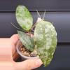 plant/Hoya Caudata Silver-0-thumbnail