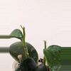 plant/Hoya sp. Chu Yang Sin Miral 272 with 2 vines and growth points!-4-thumbnail