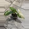 plant/Syngonium Aurea-0-thumbnail
