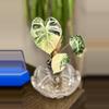 plant/Alocasia Pink Balloon Heart corm-0-thumbnail