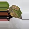 plant/Alocasia Wentii Aurea-1-thumbnail