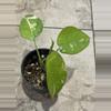 plant/Variegated Chiapense Syngonium-1-thumbnail