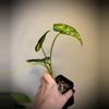 plant/Alocasia Shock Treatment Aurea-1-thumbnail