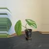 plant/Alocasia Wild Thai NOID-1-thumbnail