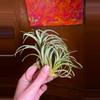 plant/Victoriana Air Plant with pup-1-thumbnail