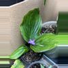 plant/Kaempferia Pulchra Var-0-thumbnail