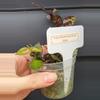 plant/Hoya Krohniana Black Silver-3-thumbnail