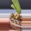 plant/Hoya sp. Lai Chau Splash(Round Leaf)-3-thumbnail