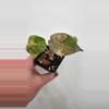 plant/Alocasia Wentii Aurea-0-thumbnail