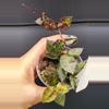 plant/Hoya Krohniana Black Silver-0-thumbnail
