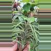 plant/Victoriana Air Plant with pup-2-thumbnail