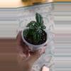 heat_pack/Aluminum Plant (Pilea Cadierei) 2" 10-064-0-thumbnail