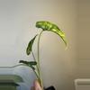 plant/Alocasia Shock Treatment Aurea-0-thumbnail
