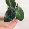 plant/Hoya sp. Chu Yang Sin Miral 272 with 2 vines and growth points!-3-thumbnail