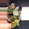plant/Hoya Krohniana Black Silver-1-thumbnail