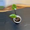 plant/Alocasia Black Stem Aurea-0-thumbnail
