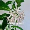 plant/Cutting: Hoya thuathienhuensis-3-thumbnail