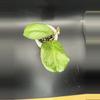 plant/Hoya Priktai Russia 464-1-thumbnail