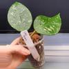 plant/Hoya sp. Lai Chau Splash(Round Leaf)-6-thumbnail