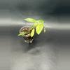 plant/Lacunosa Amarillo # 463-0-thumbnail
