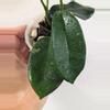 plant/Hoya sp. Chu Yang Sin Miral 272 with 2 vines and growth points!-2-thumbnail